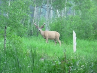 Buck at the Campground